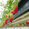 Strawberries hydroponic growing system glass greenhouse
